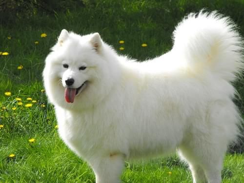 samoyed