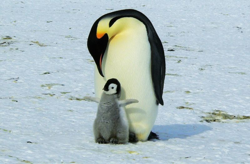 Lai Lợi - ấu tể lai lợi dáng vẻ giống chim cánh cụt